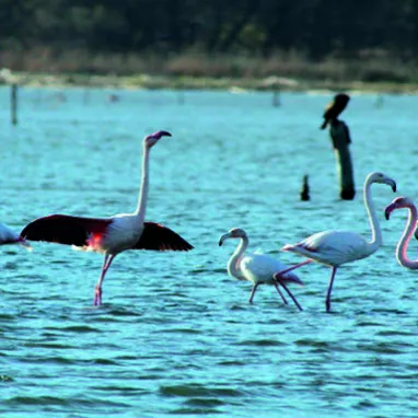 Biguglia lagoon